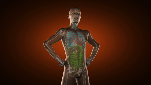 human entrails radiography scan