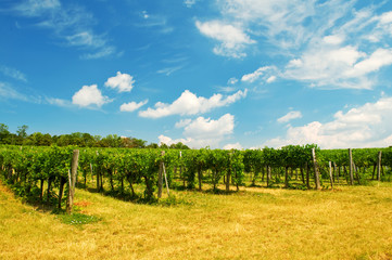 wine yard Vienna