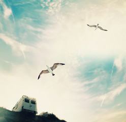 Seagulls on the summer sky