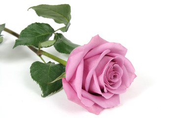 Fototapeta premium Rose
