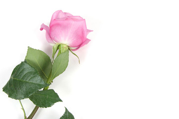 Obraz premium Rose on White