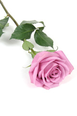 Fototapeta premium Pink Rose