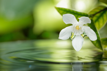 closeup white flower floating on water with droplet in garden.