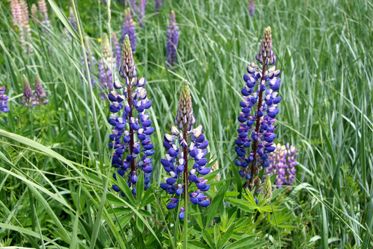 Lupinus