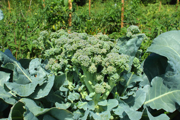 broccoli head on plant