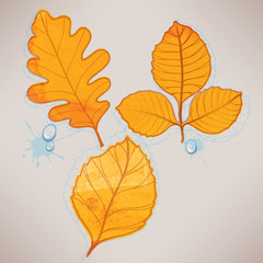 Autumn leaves with raindrops