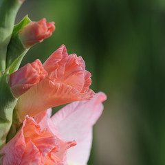 gladiole 79