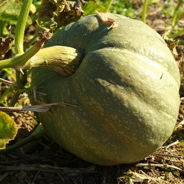 courge verte