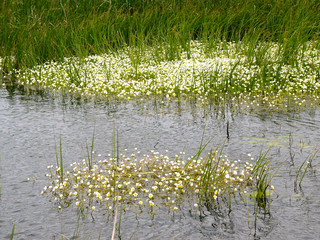 Fleurs des marais salants