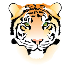 Tigers face, muzzle, mug - vector