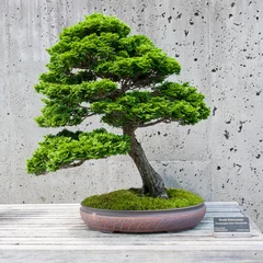 Schilderijen op glas A bonsai miniature of a Hinoki Falsecypress  tree on display © volgariver