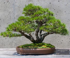 A bonsai miniature of a Swiss Mountain Pine  tree on display