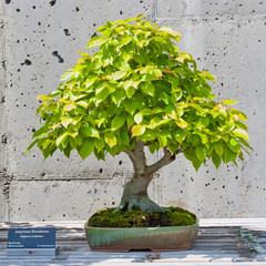 A bonsai miniature of an American Hornbeam tree on display
