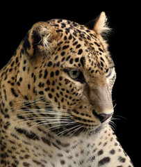 Fototapeta na wymiar Leopard samodzielnie na czarnym tle