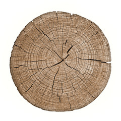 Cross section of tree trunk showing growth rings on white