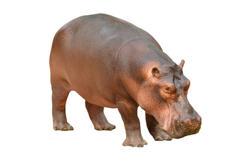 hippopotamus isolated - obrazy, fototapety, plakaty