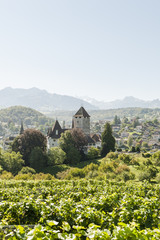 Fototapeta na wymiar Spiez, Weinberge, Spazierweg, Kirschgarten, Blick auf Schloss