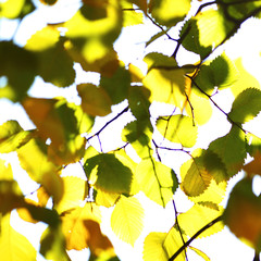 autumn leaves close up