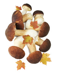 The boletus edulis isolated on white