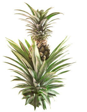 pineapple on tree isolated white