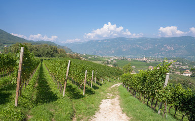 Fototapeta na wymiar słynnego z produkcji wina miejscowości Appiano na Szlaku Winnym Południowego Tyrolu