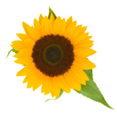 Obraz premium one bight sunflower