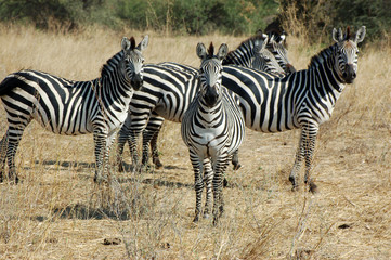 Fototapeta na wymiar The freedom in the savanna - Tanzania