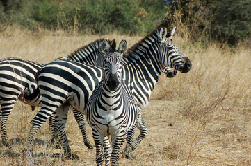 The freedom in the savanna - Tanzania