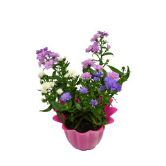 Astern im Blumentopf