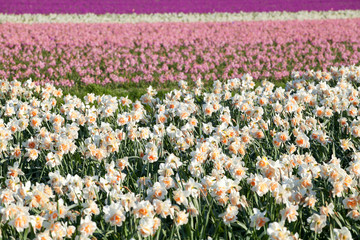 narcissus and hyacinth flowers on field