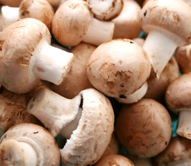 braune champignions