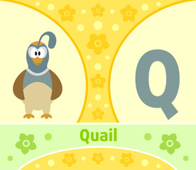 The English alphabet  with Quail
