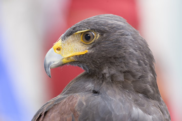 Harris's Hawk