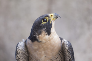 The face of the hawk