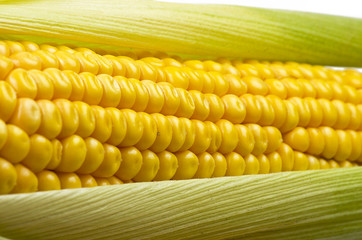 Fresh corn cobs close up on a white background