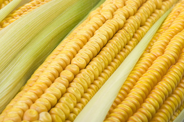 Fresh corn cobs close up on a white background