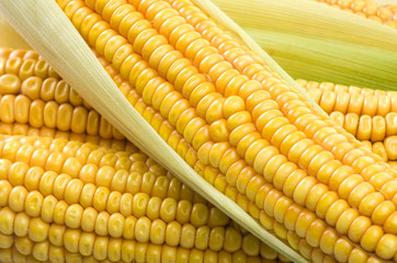 Fresh corn cobs close up on a white background