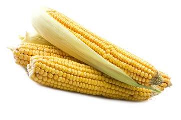 Fresh corn cobs close up on a white background