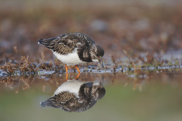 Turnstone, Arenaria interpres
