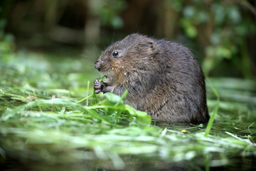 Water vole, Arvicola terrestris