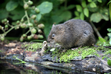 Water vole, Arvicola terrestris