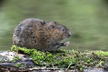 Water vole, Arvicola terrestris