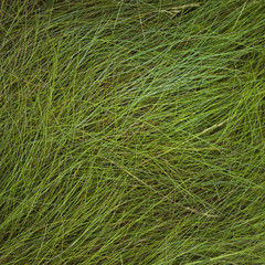 Hierba verde