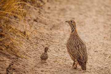 Wild African Orange River Francolin with a chick
