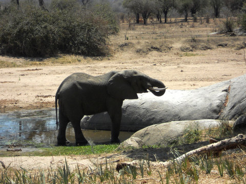 An elephant is drinking in a pool of water - Tanzania - Africa