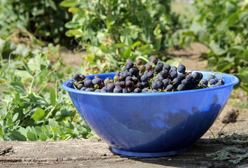 bowl of grapes