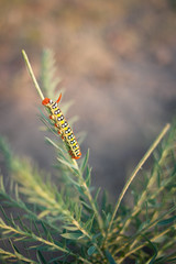 Closeup of a caterpillar crawling on a stalk