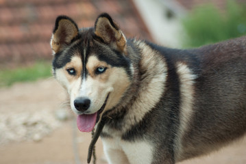 husky dog on grass