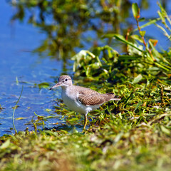 Fototapeta premium Sandpiper