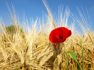 corn poppy in wheat field © Željko Radojko